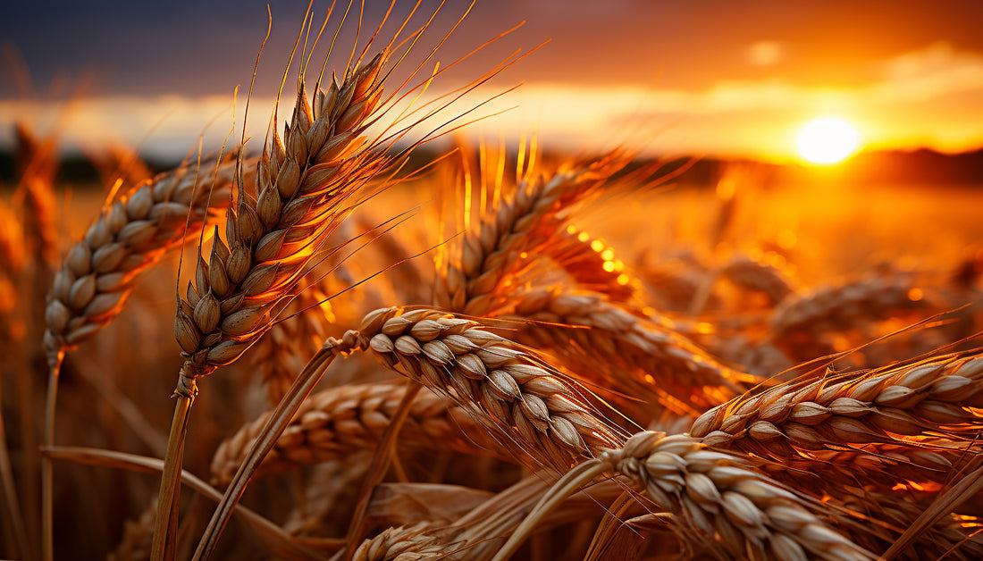 What is Durum Wheat?