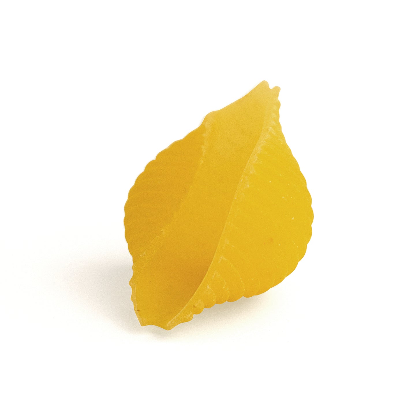 conchiglie 2
